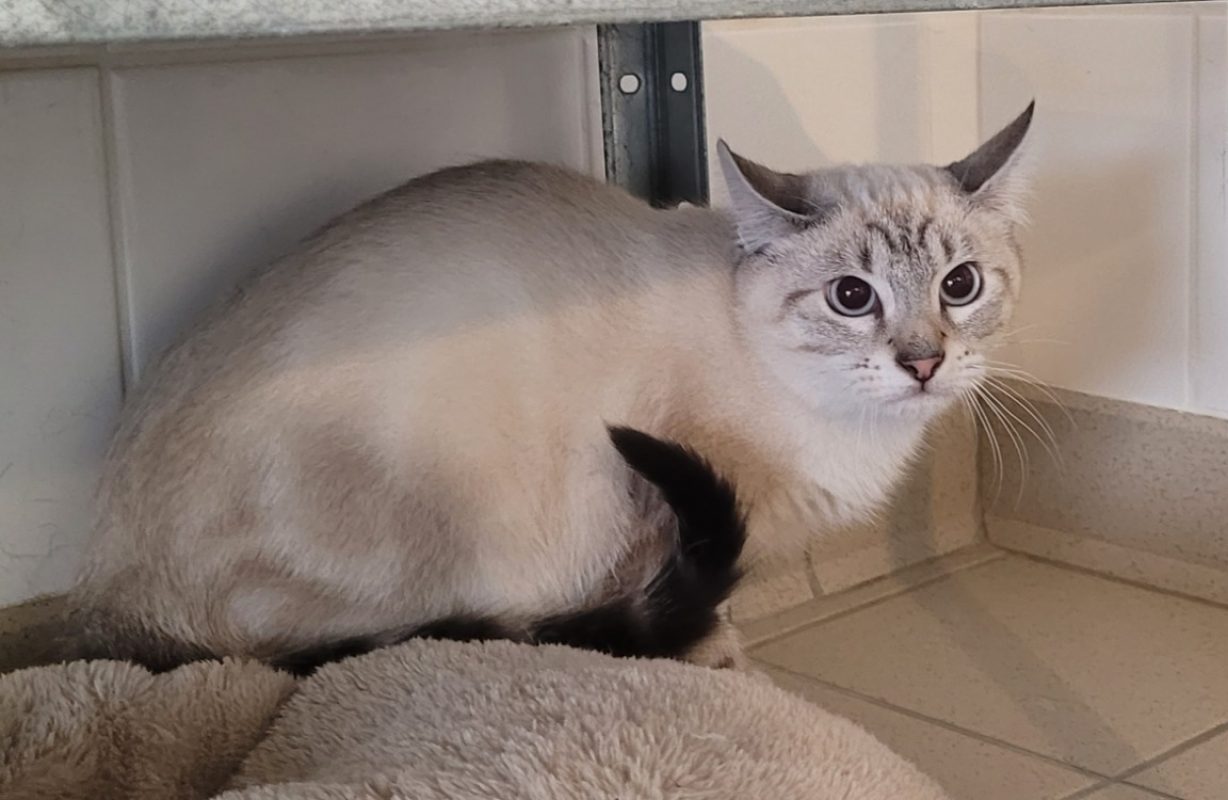 Siam - Chat Siamois à adopter - photo 2