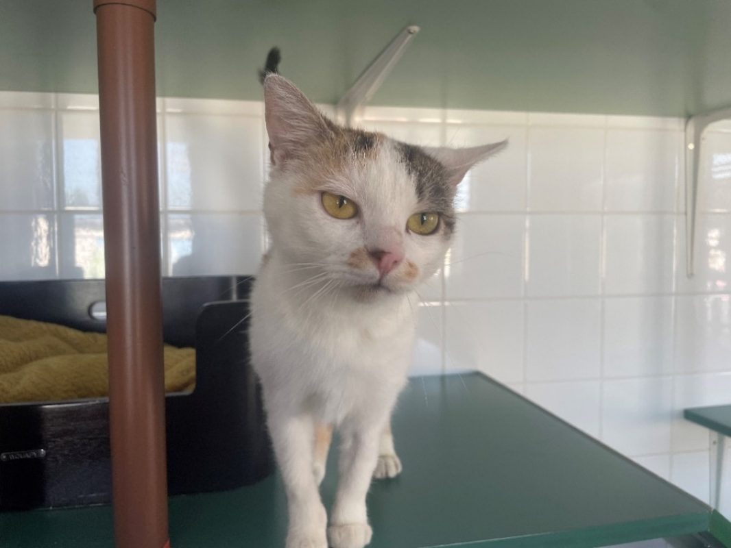 Chicorette - Chat Européen à adopter