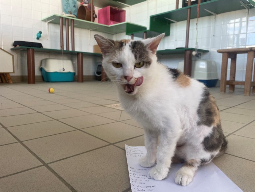 Chicorette - Chat Européen à adopter - photo 2