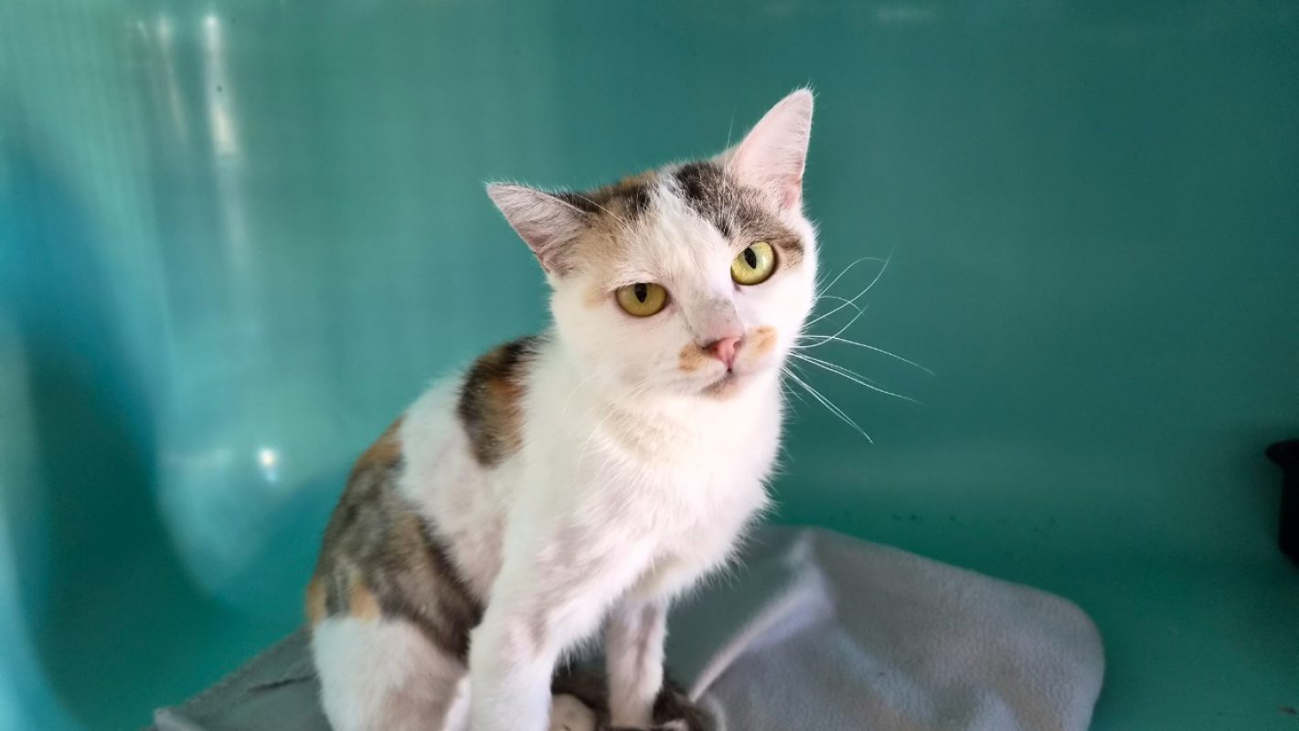 Chicorette - Chat Européen à adopter - photo 3