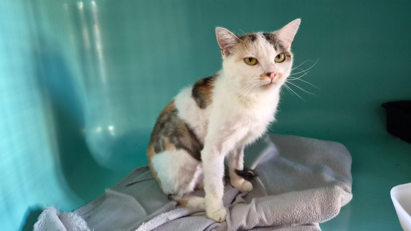 Chicorette - Chat Européen à adopter - photo 4