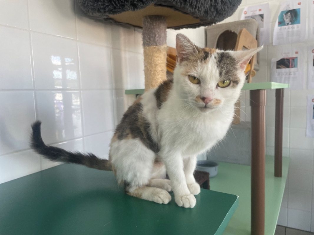 Chicorette - Chat Européen à adopter - photo 5