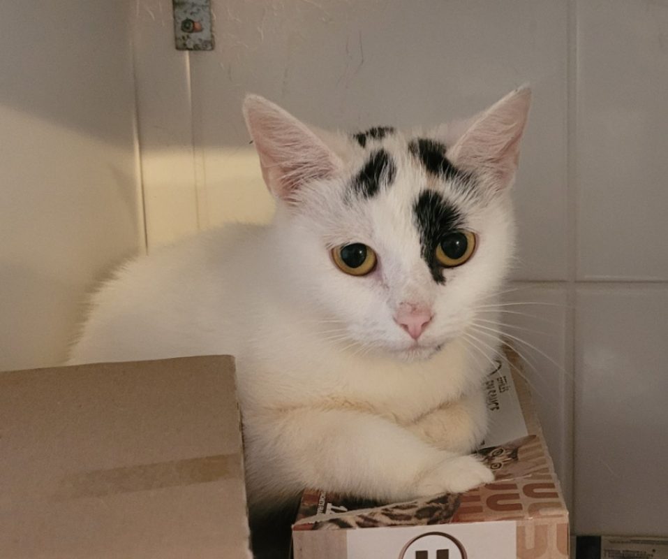 Olive - Chat Européen à adopter