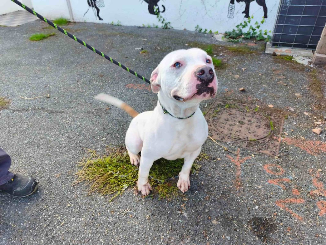Kyoto - Chien Bouledogue Américain à adopter