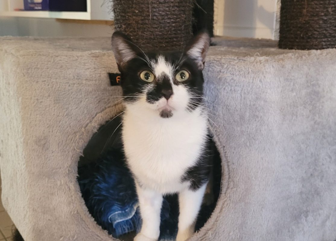 Gaia - Chat Européen à adopter