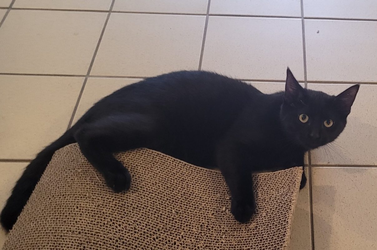 Panda - Chat Européen à adopter