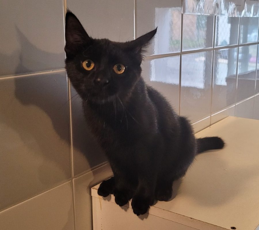 Panda - Chat Européen à adopter - photo 2