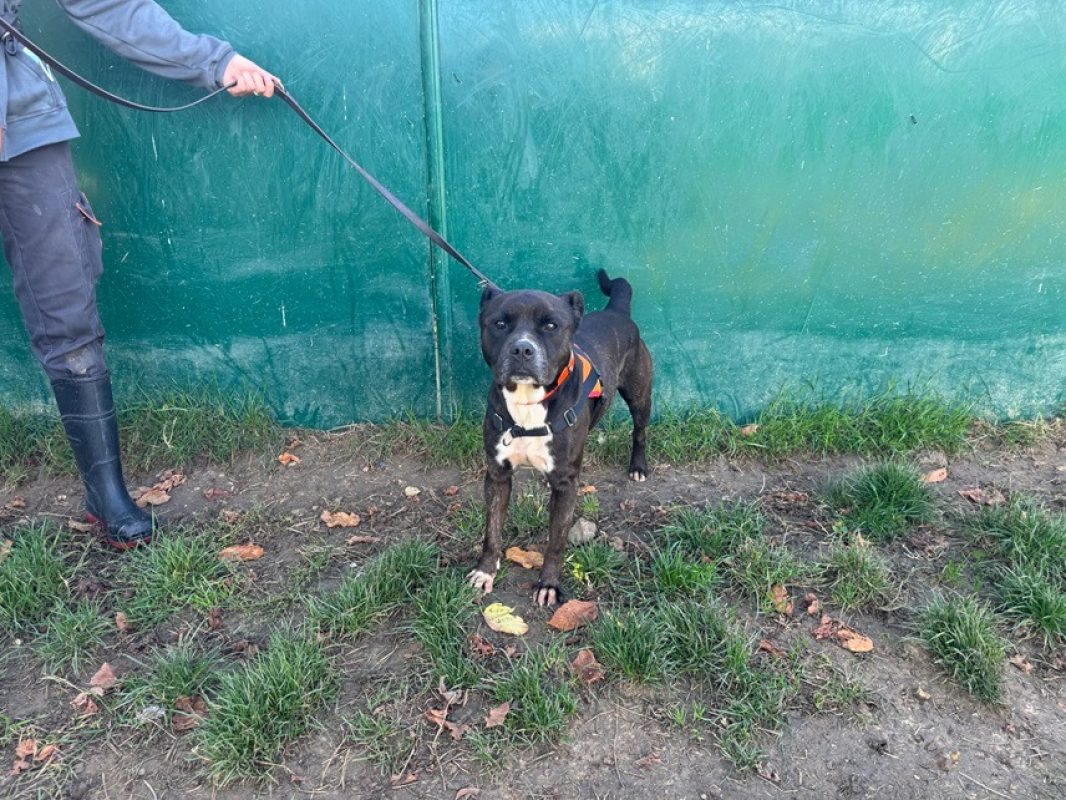 Thyber - Chien à adopter - photo 2