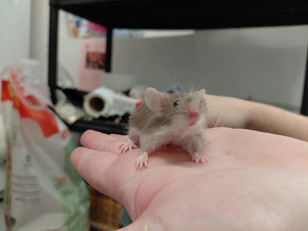 Biscotte - Rongeur Souris à adopter