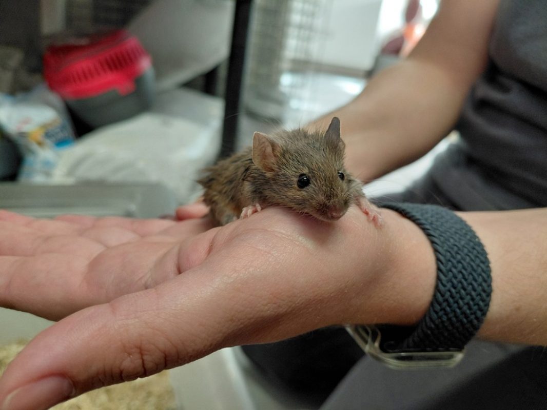 Titine - Rongeur Souris à adopter