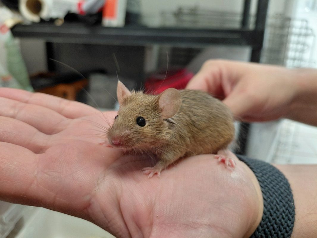 Bichette - Rongeur Souris à adopter