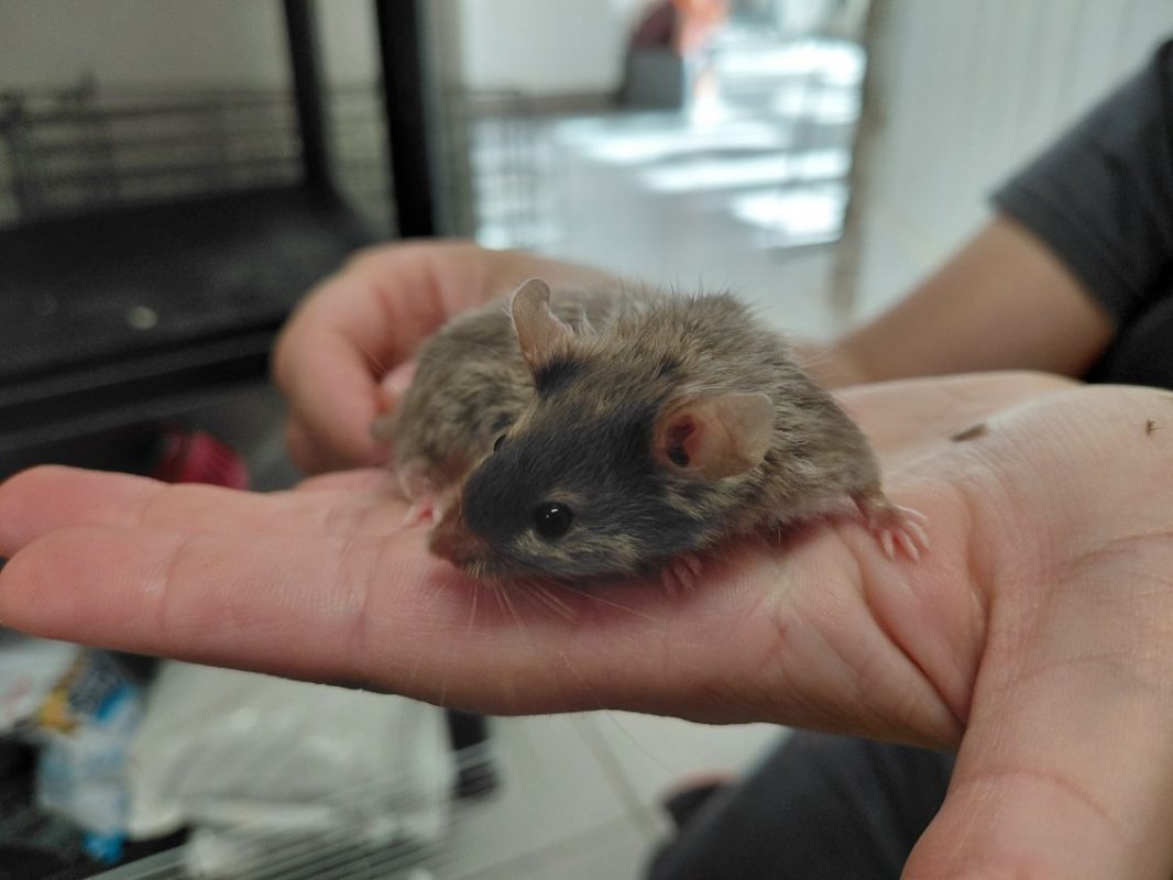 Zelda - Rongeur Souris à adopter