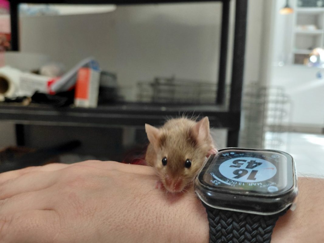 Clio - Rongeur Souris à adopter