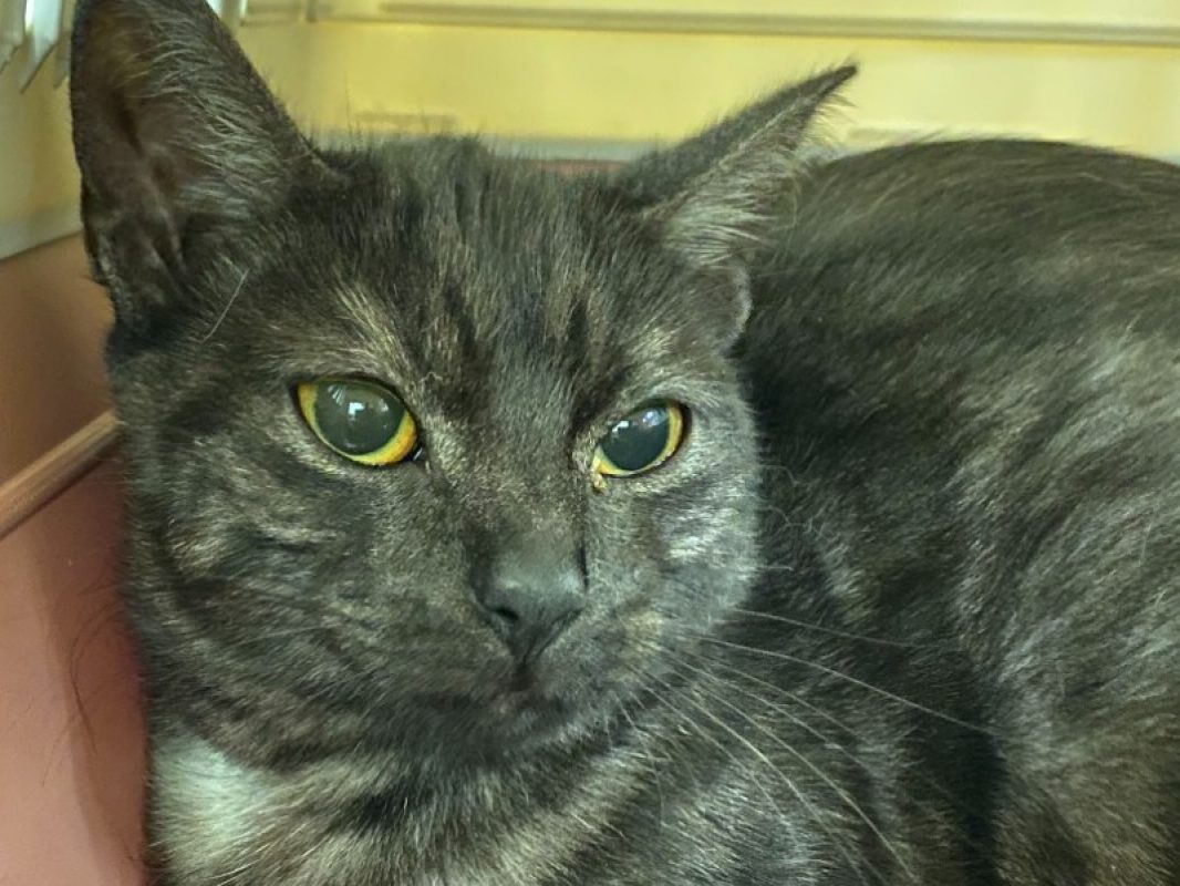 Naphtaline - Chat Européen à adopter