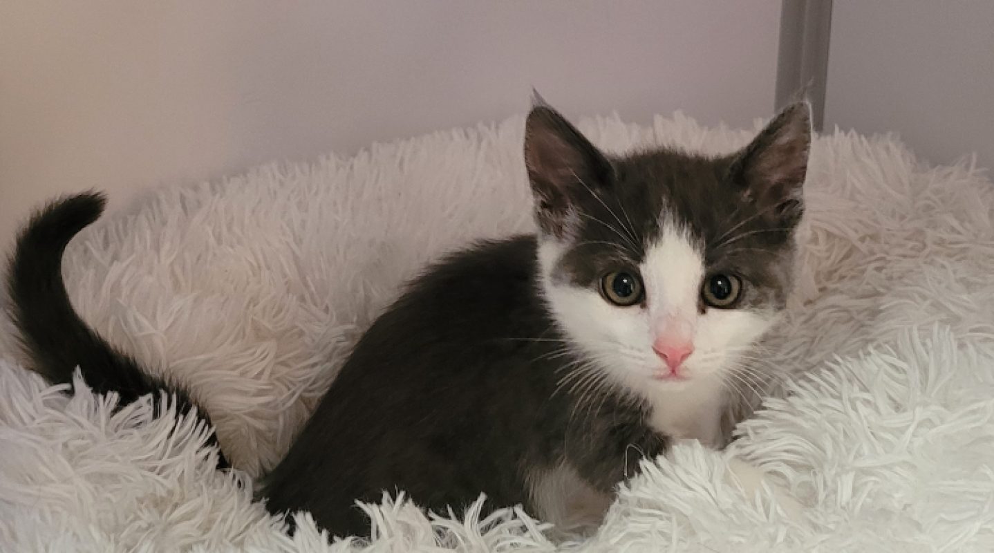 Edelweiss - Chat Européen à adopter