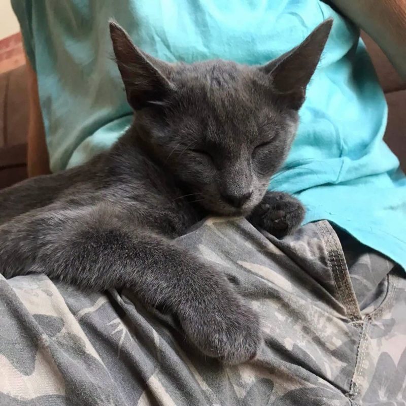 Grison - Chat Européen à adopter - photo 2