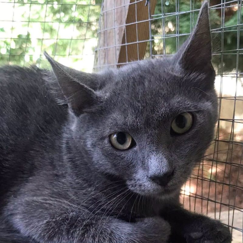 Grison - Chat Européen à adopter