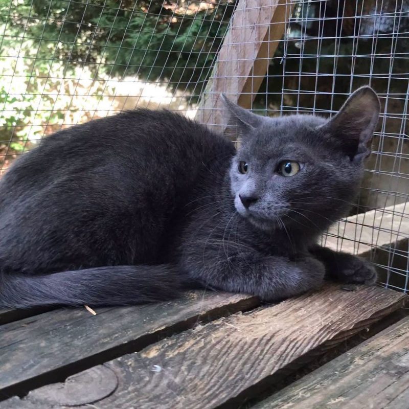 Grison - Chat Européen à adopter - photo 3