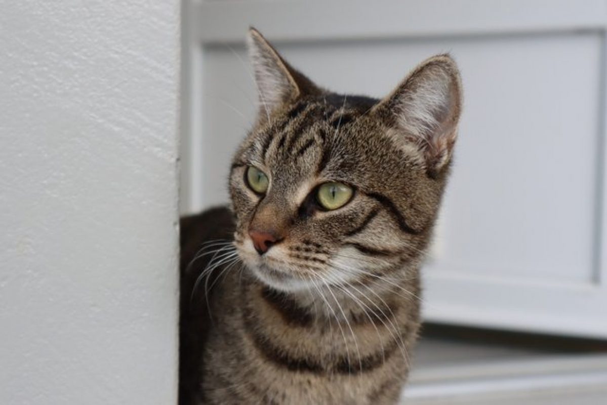Marty - Chat Européen à adopter