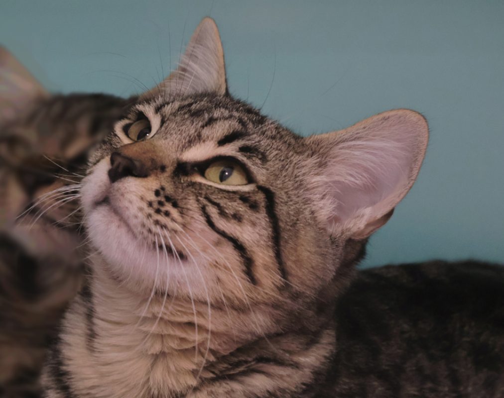 Blue - Chat Européen à adopter
