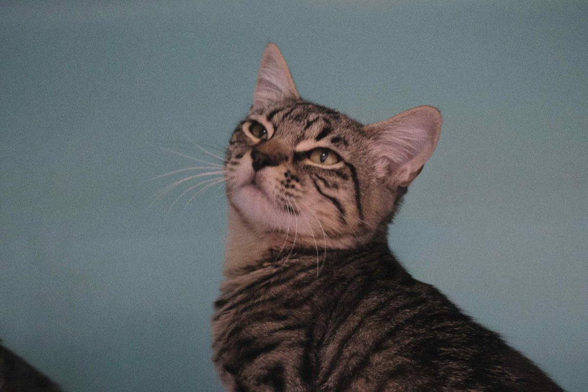 Blue - Chat Européen à adopter - photo 2