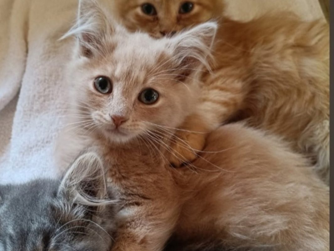 Gus - Chat Européen à adopter