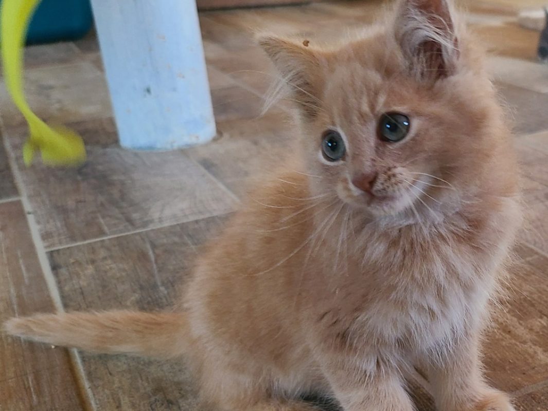 Gus - Chat Européen à adopter - photo 2