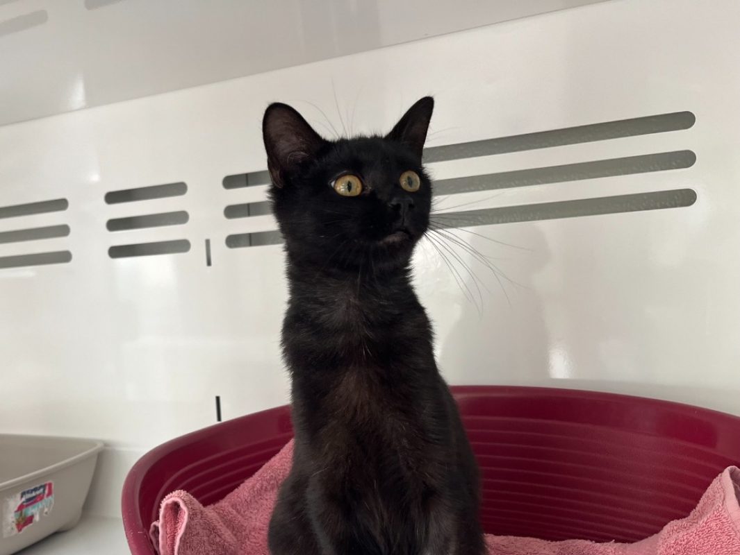 Bo'bun - Chat Européen à adopter
