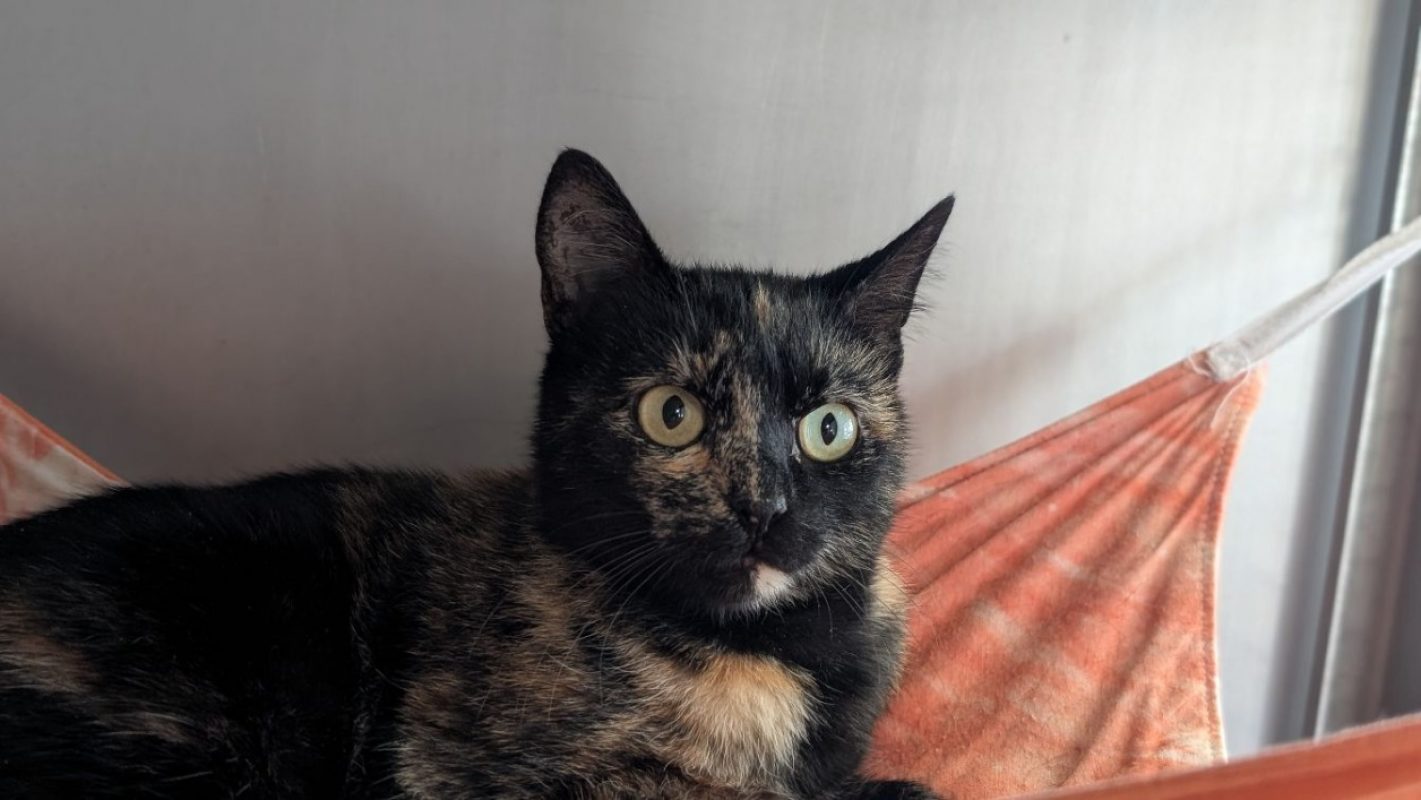 Betty - Chat Européen à adopter