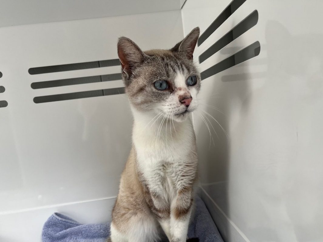 Cyan - Chat Européen à adopter