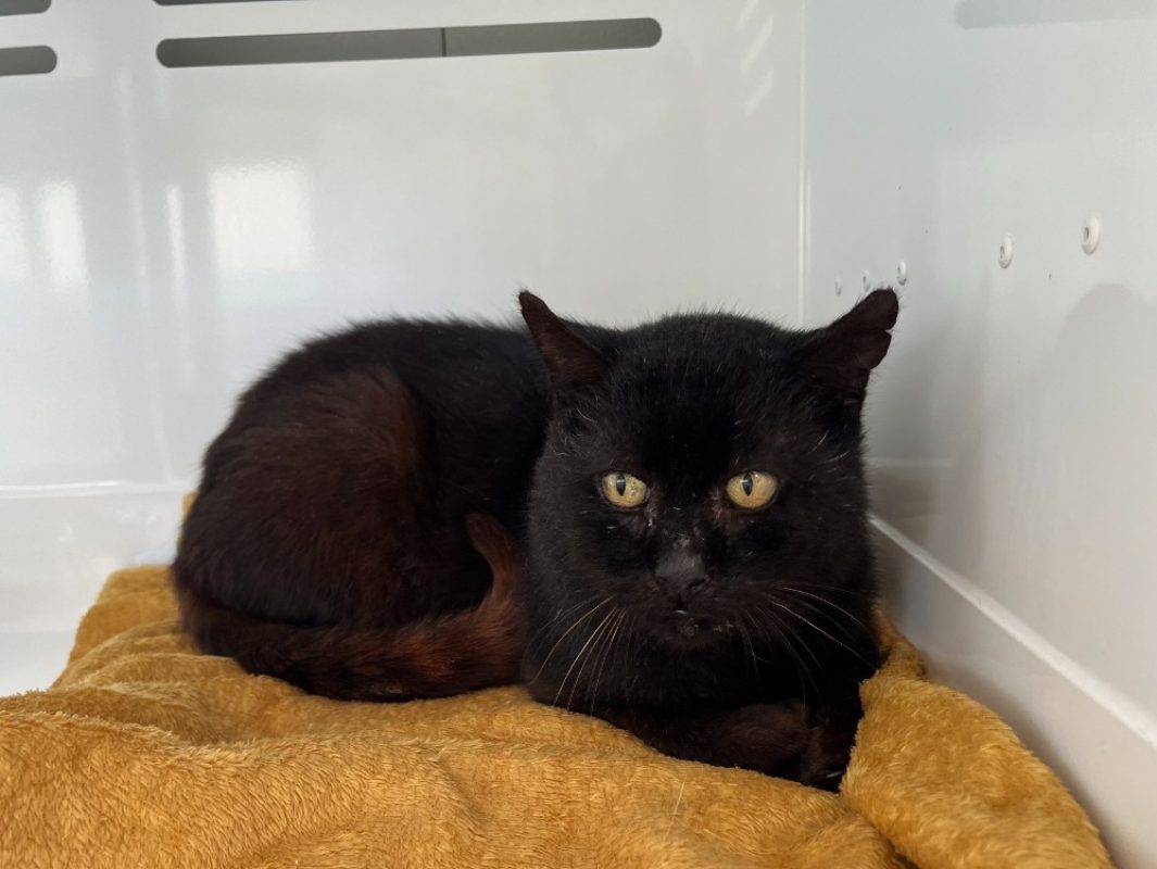 Fusain - Chat Européen à adopter
