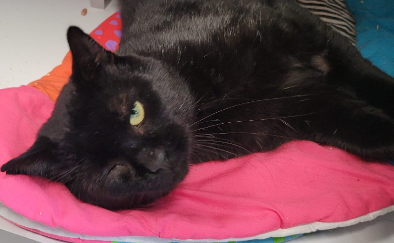 Swan - Chat Européen à adopter