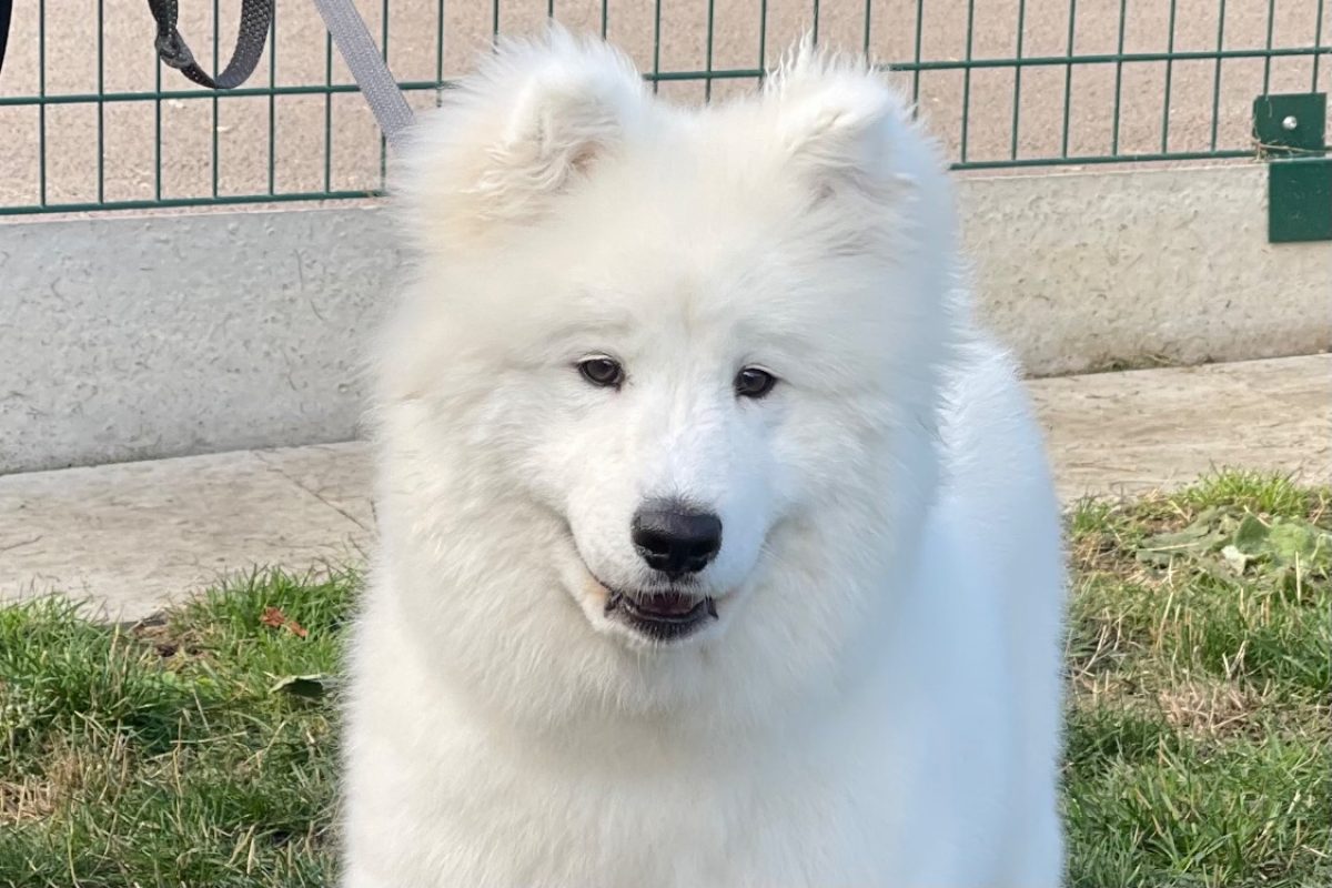 Basko - Chien Samoyéde à adopter