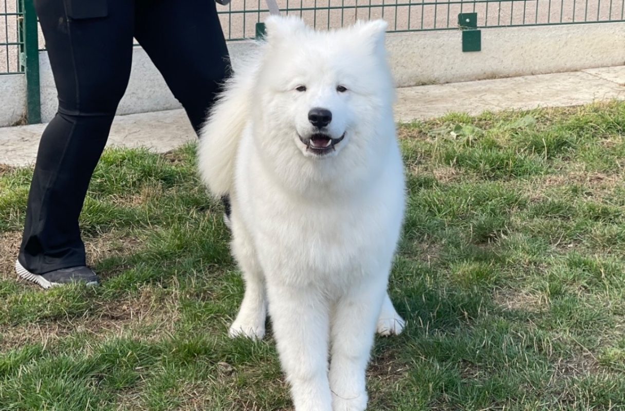 Basko - Chien Samoyéde à adopter - photo 2