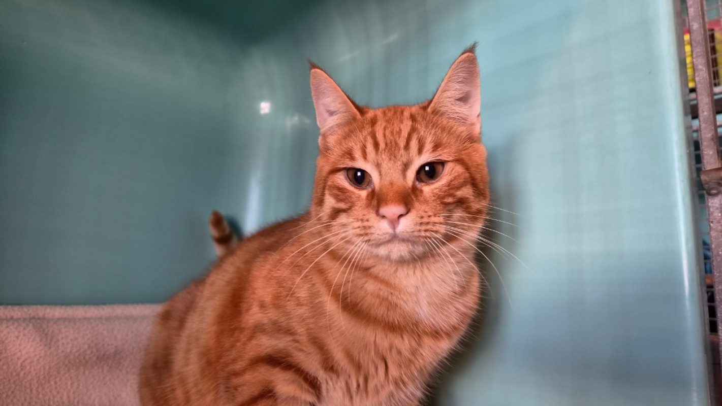 Pikachu - Chat Européen à adopter