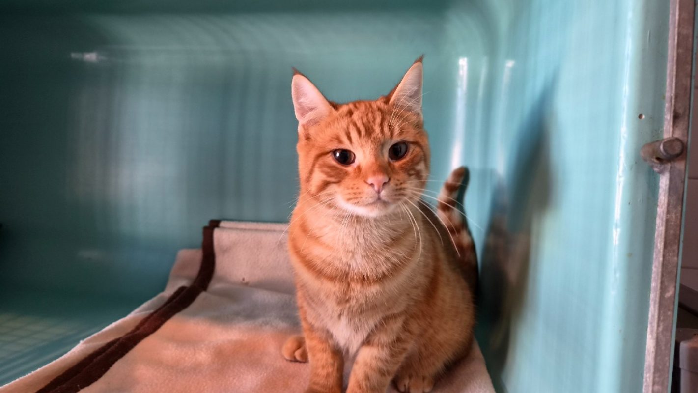 Pikachu - Chat Européen à adopter - photo 2