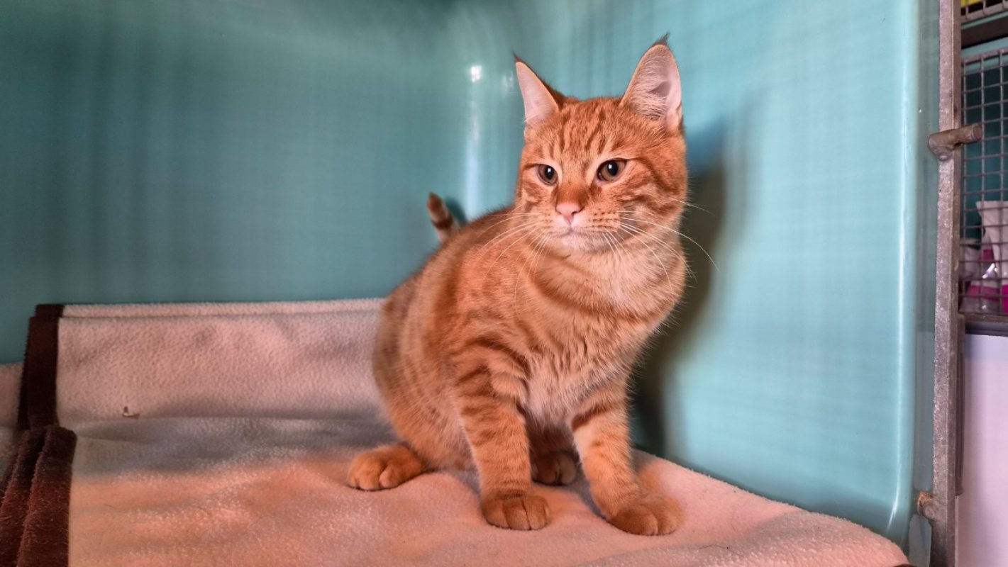 Pikachu - Chat Européen à adopter - photo 3