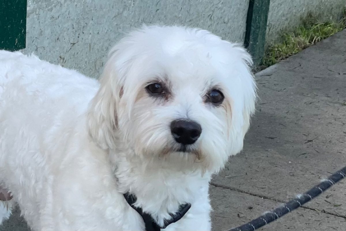 Amos - Chien Bichon à poil frisé à adopter