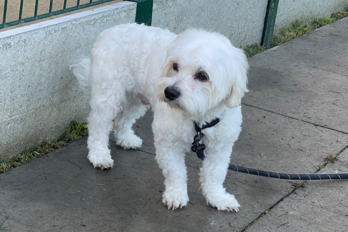 Amos - Chien Bichon à poil frisé à adopter - photo 2