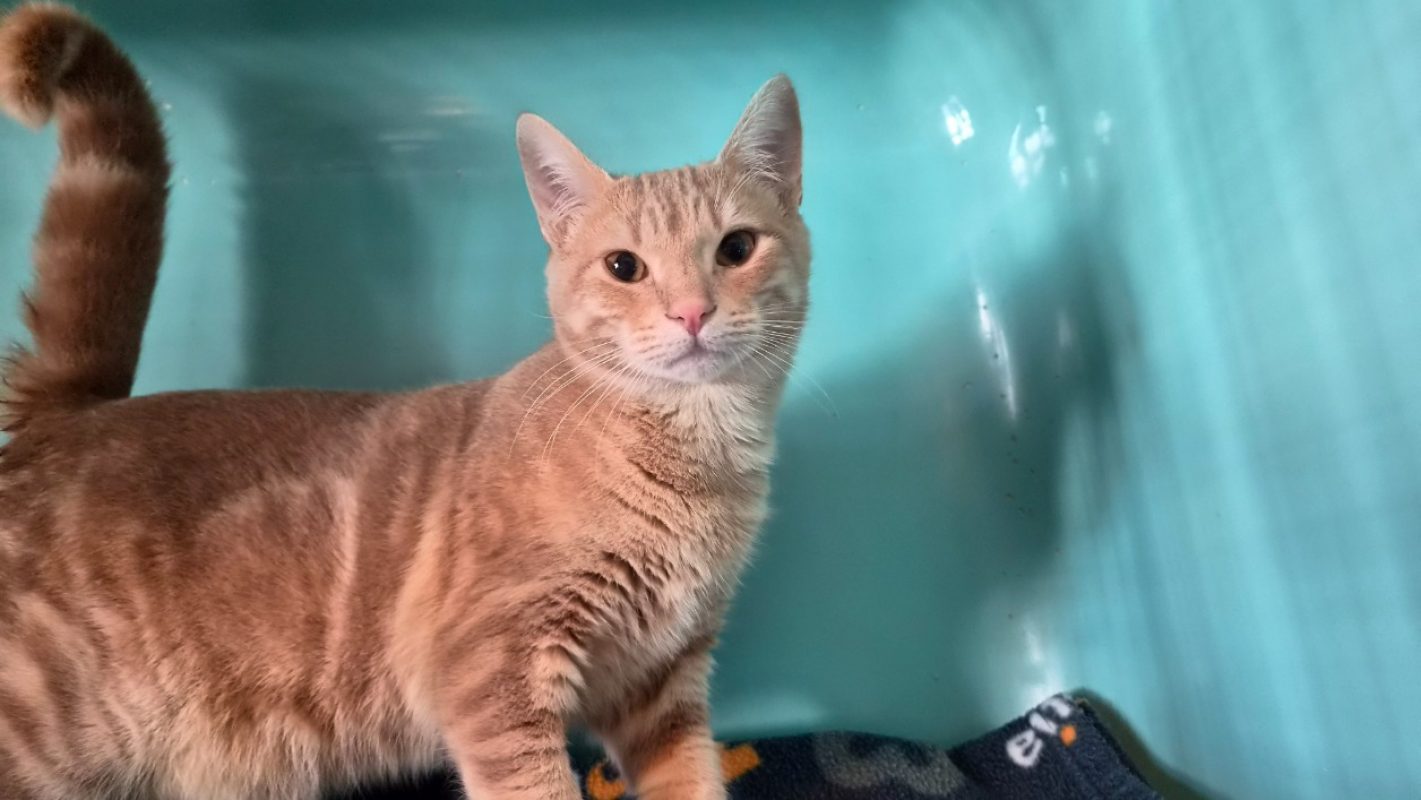 Salamèche - Chat Européen à adopter