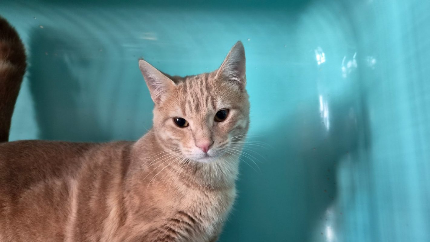 Salamèche - Chat Européen à adopter - photo 2