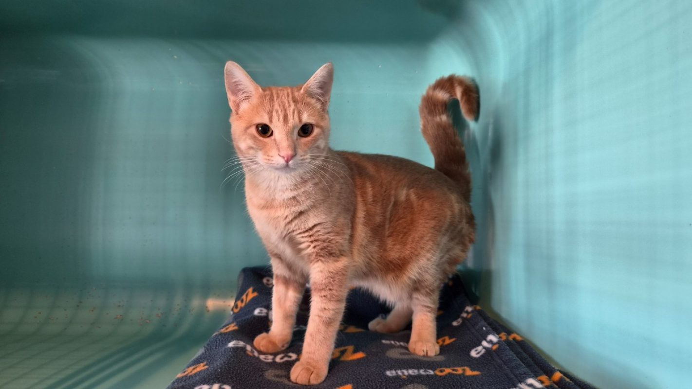 Salamèche - Chat Européen à adopter - photo 3