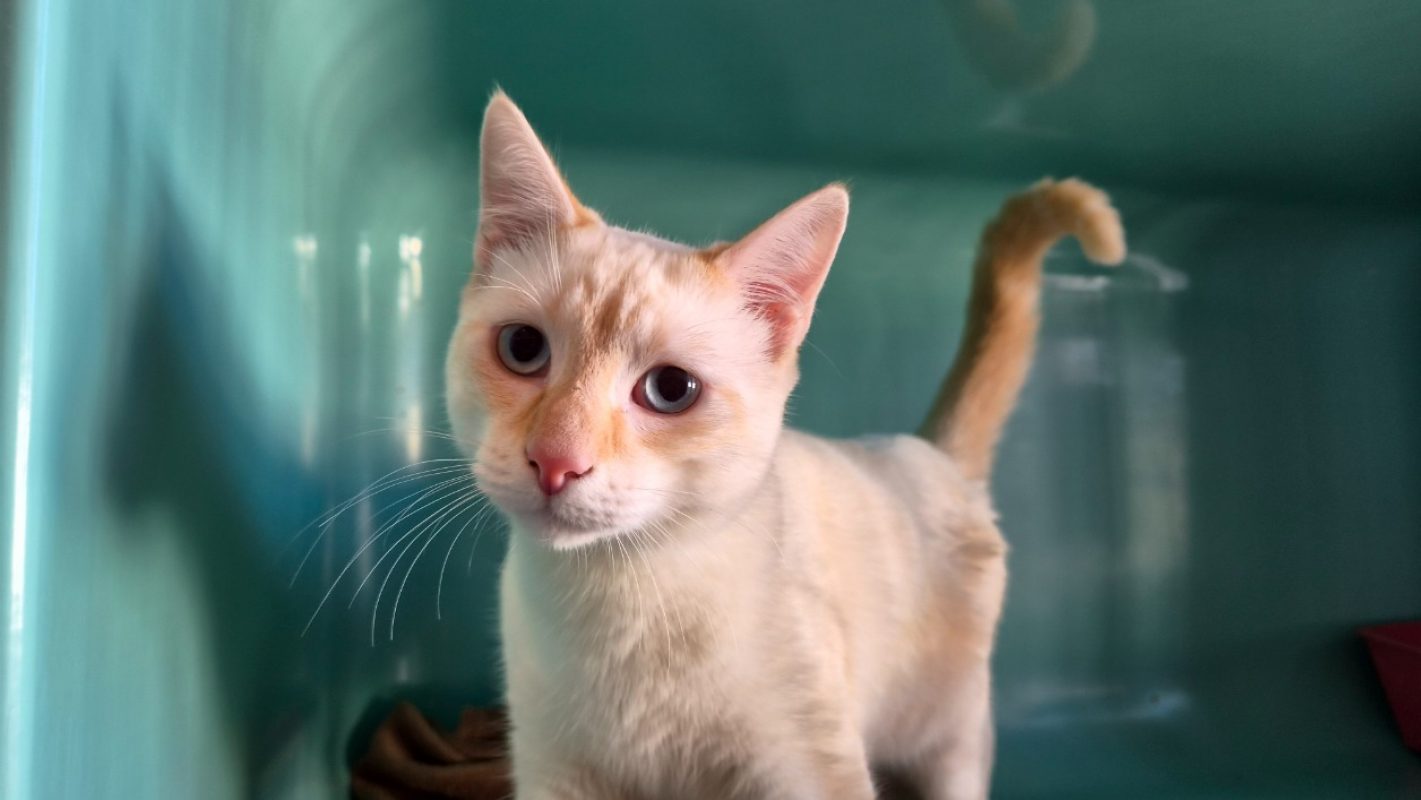 Mew - Chat Européen à adopter