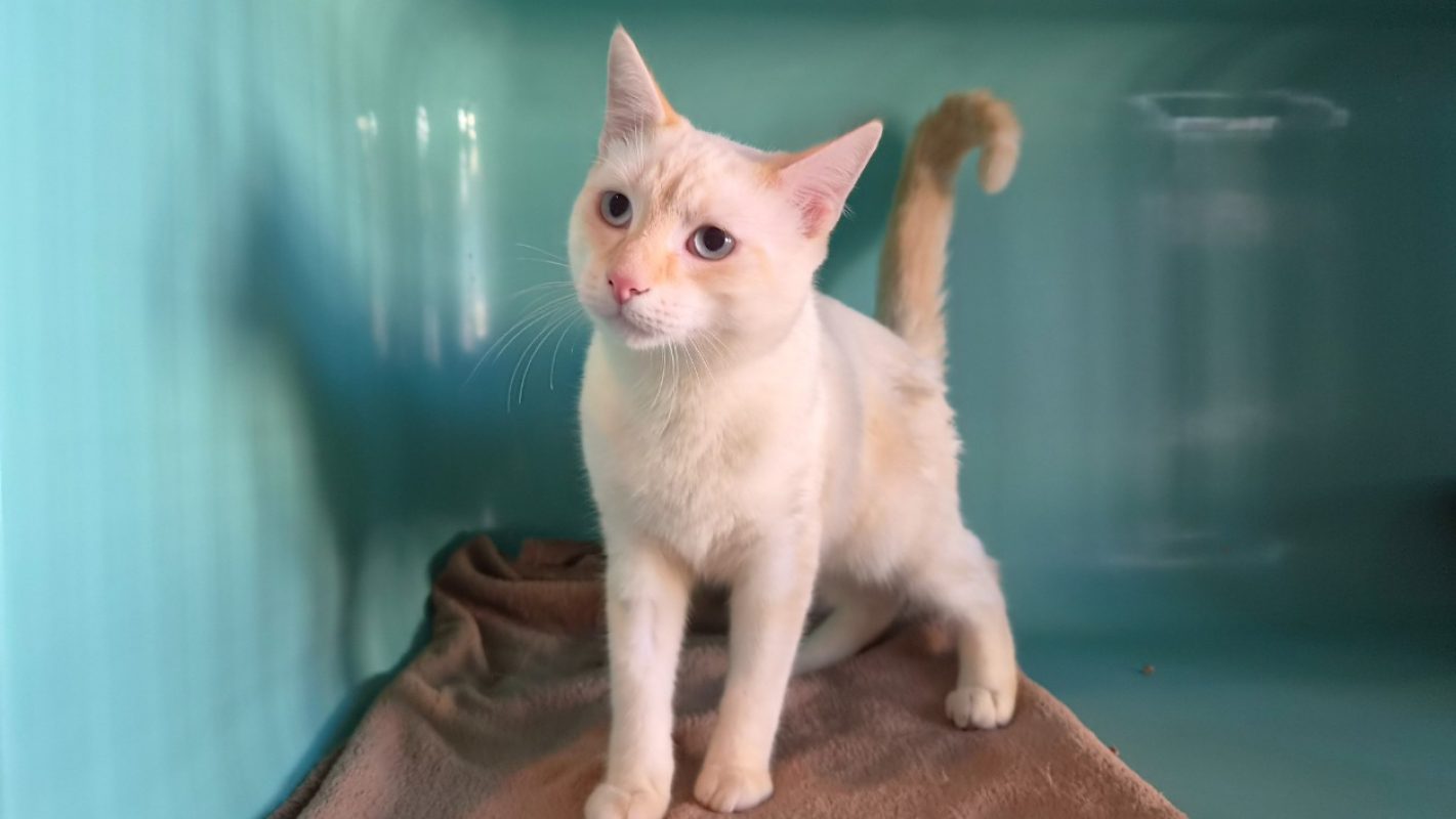 Mew - Chat Européen à adopter - photo 2