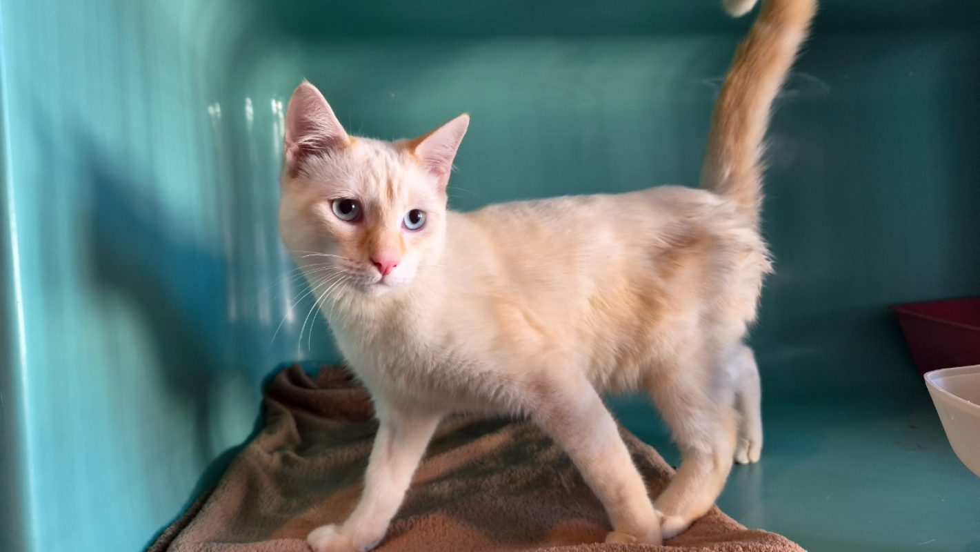 Mew - Chat Européen à adopter - photo 3