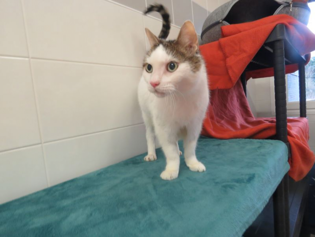 Photo #2 de Zébulon