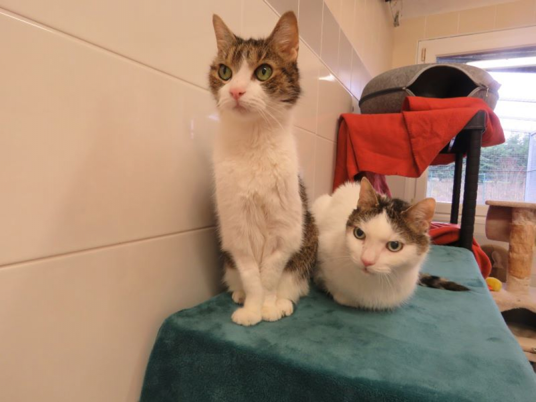 Photo #4 de Zébulon