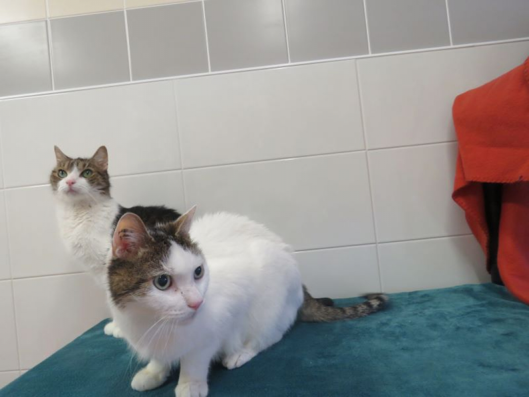 Photo #5 de Zébulon