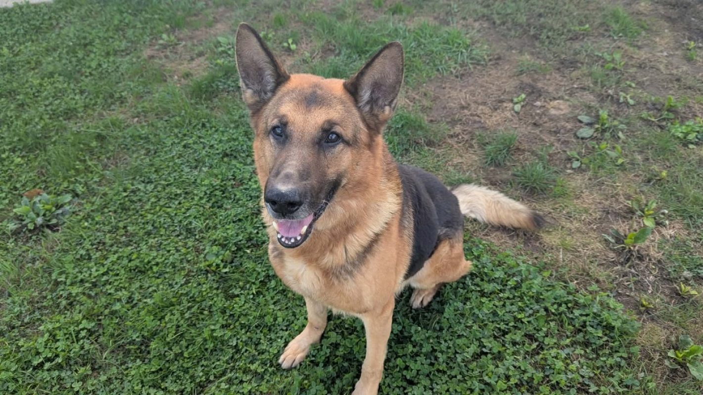 Odin - Chien Berger Allemand à adopter