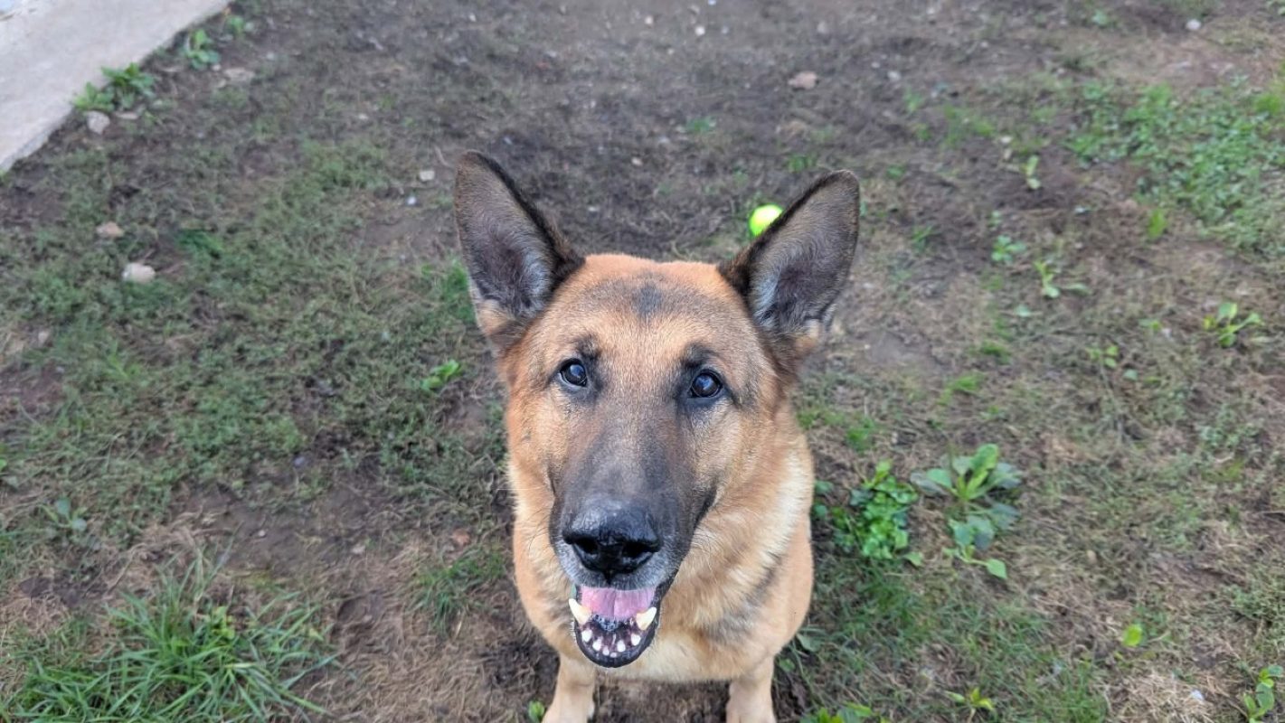 Odin - Chien Berger Allemand à adopter - photo 2